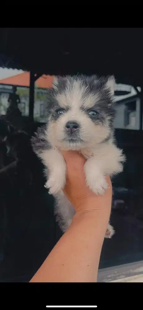 Puppy husky stambum mata biru