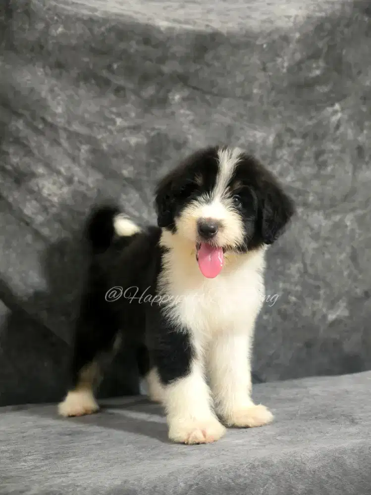Puppy Aussiedoodle Super Rare