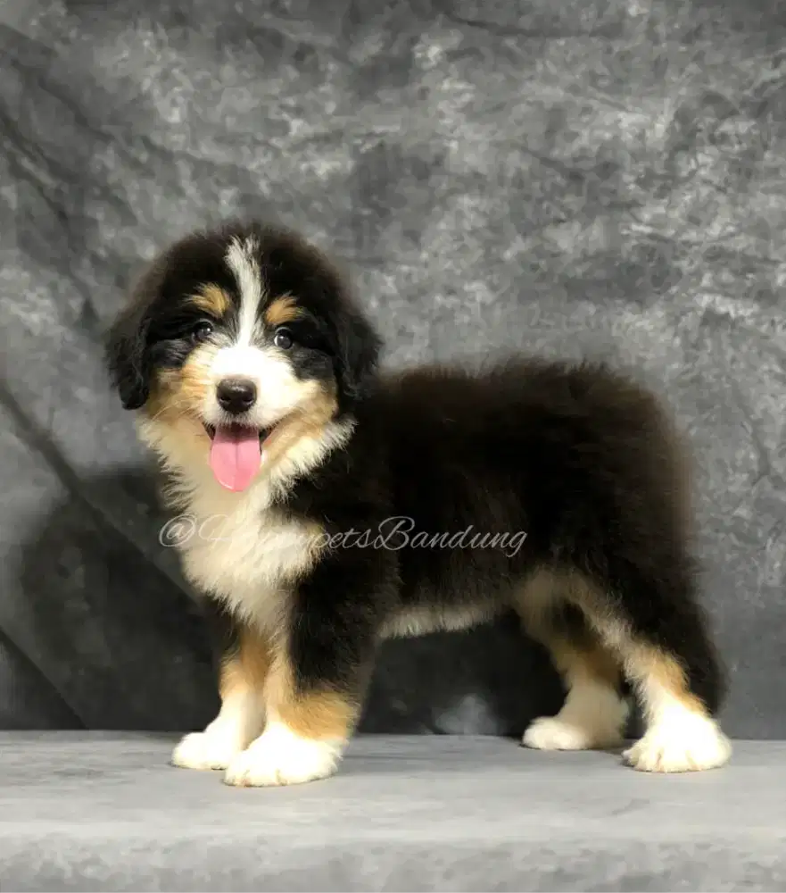 Puppy Aussiedoodle Super Rare