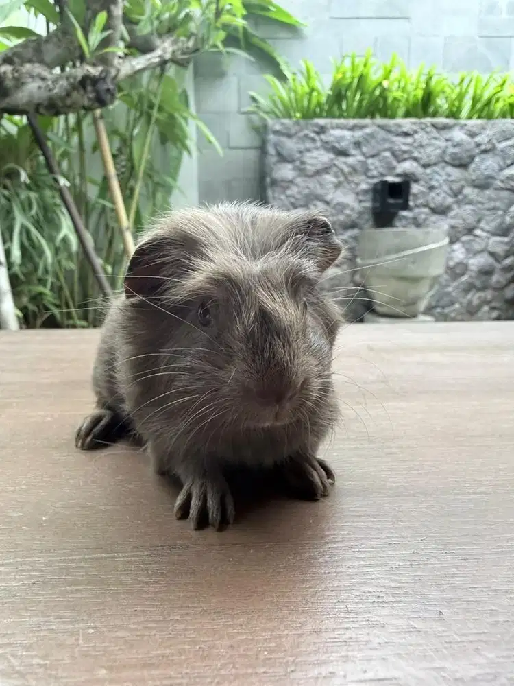 Guinea pig jenis import