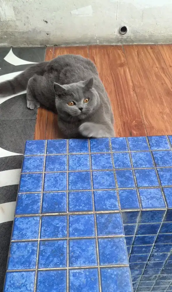 British Short hair 11 bulan Betina