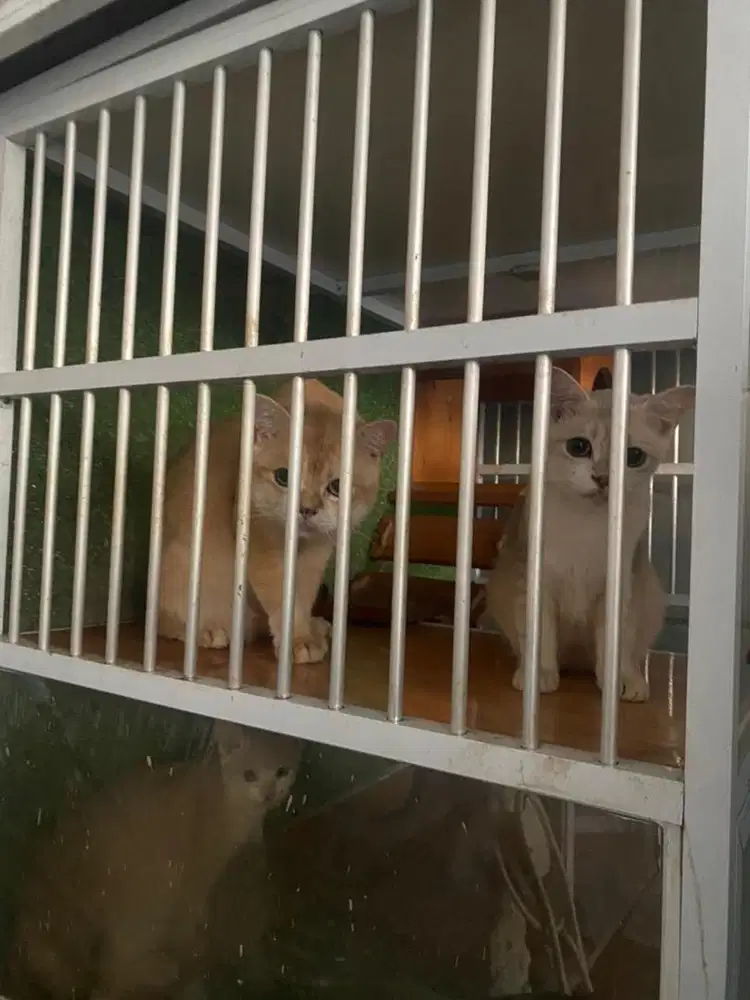 Kucing BSH GOLDEN take all 5jt free kandang