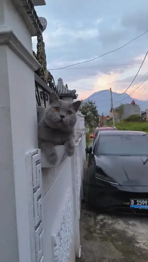 British Short Hair Jantan 16 Bulan