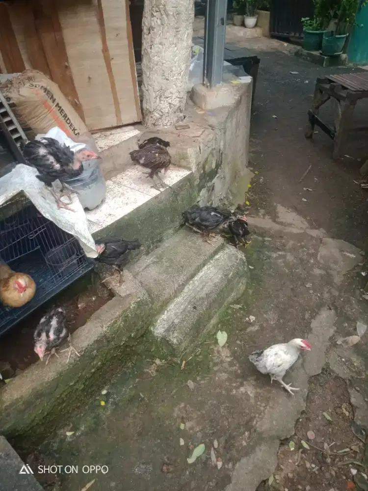dijual anak ayam usia 2 bulan