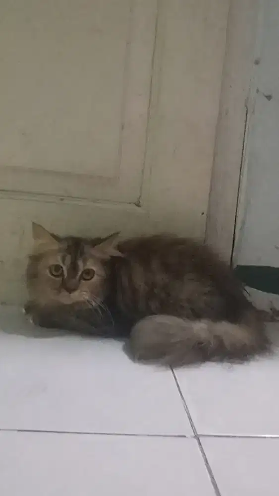 kucing persia gemoy