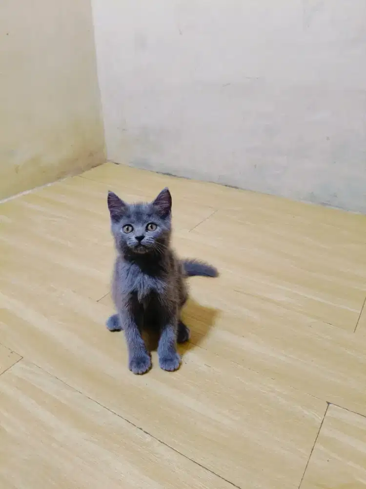 Kitten British shothair mix