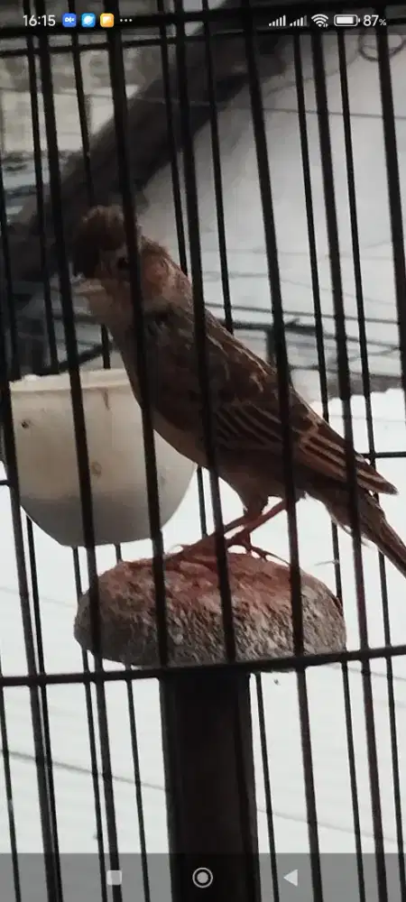 burung branjangan bunyi jinak