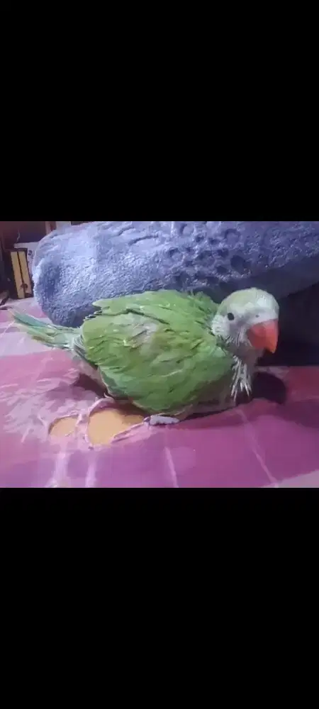 Baby Indian ringneck