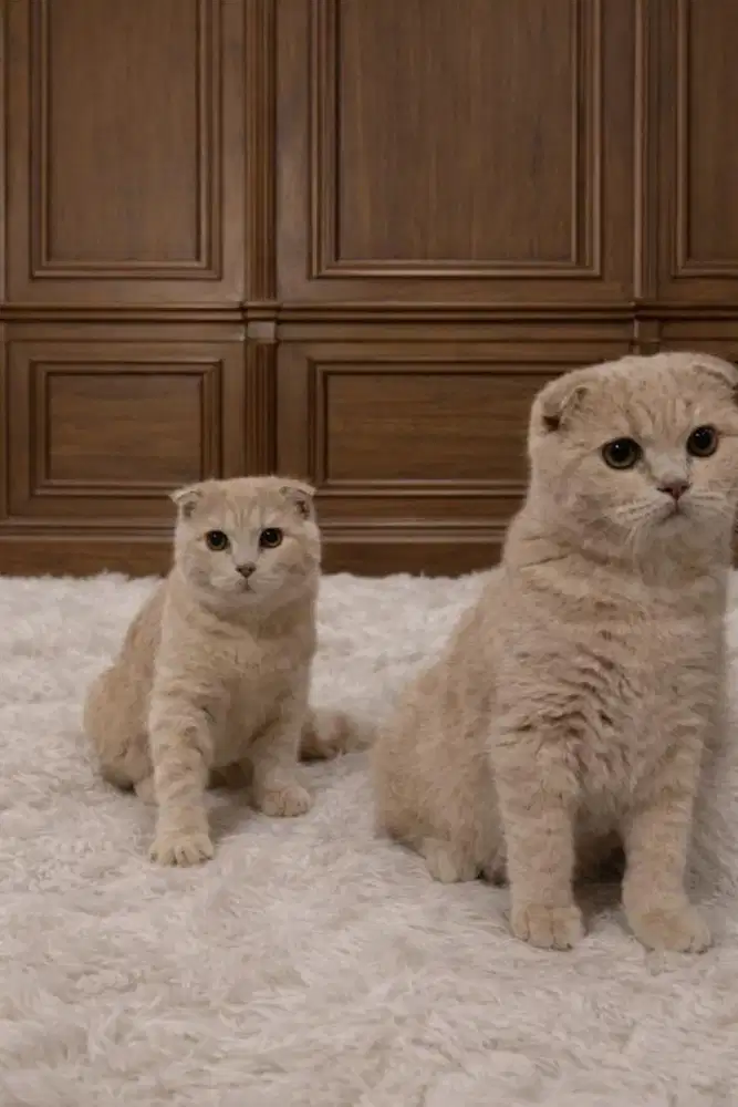 Scottish Fold Pedigree