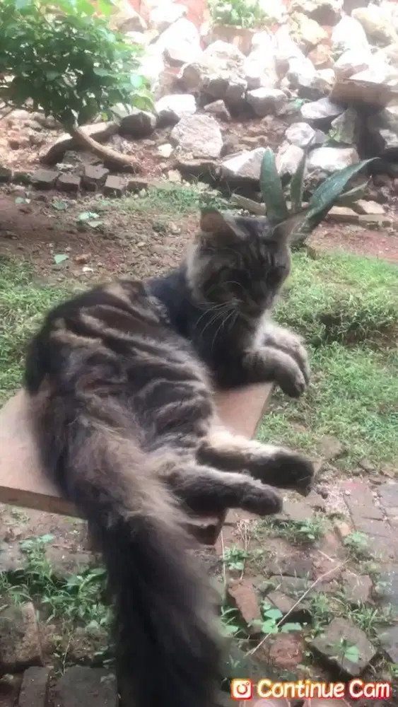 Jasa pacak kucing mainecoon