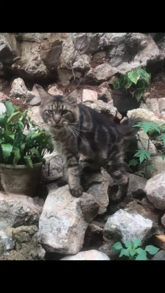 Jasa pacak kucing mainecoon