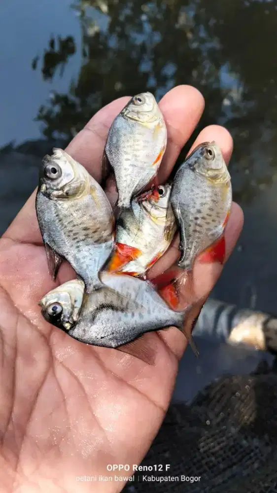 Bibit ikan bawal uk silet