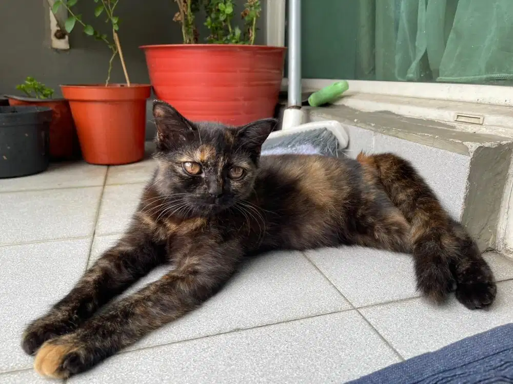 Open adopt kitten 4 bulan