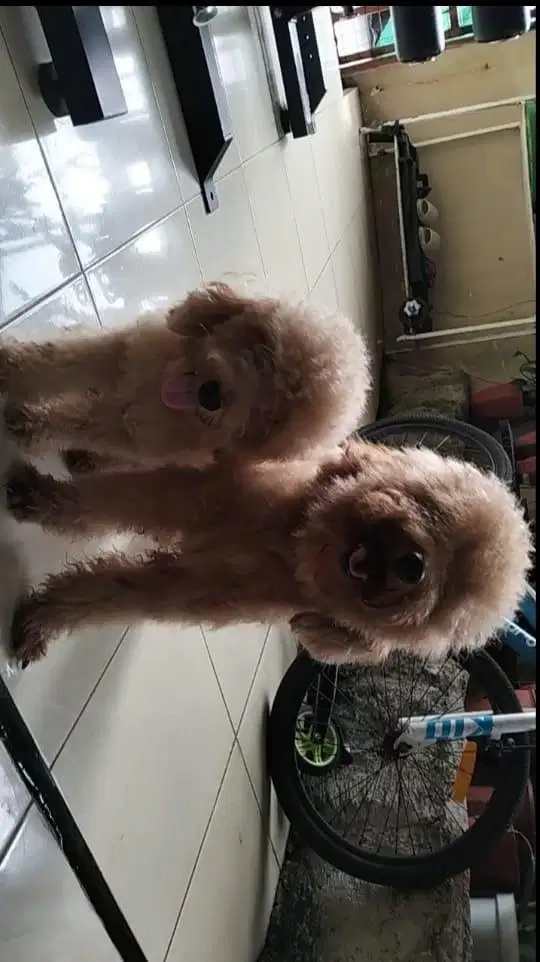 Sepasang Toy Poodle dan kandangnya