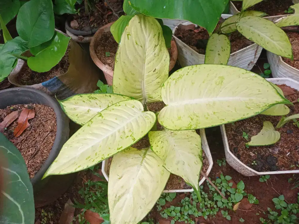 Tanaman hias blanceng