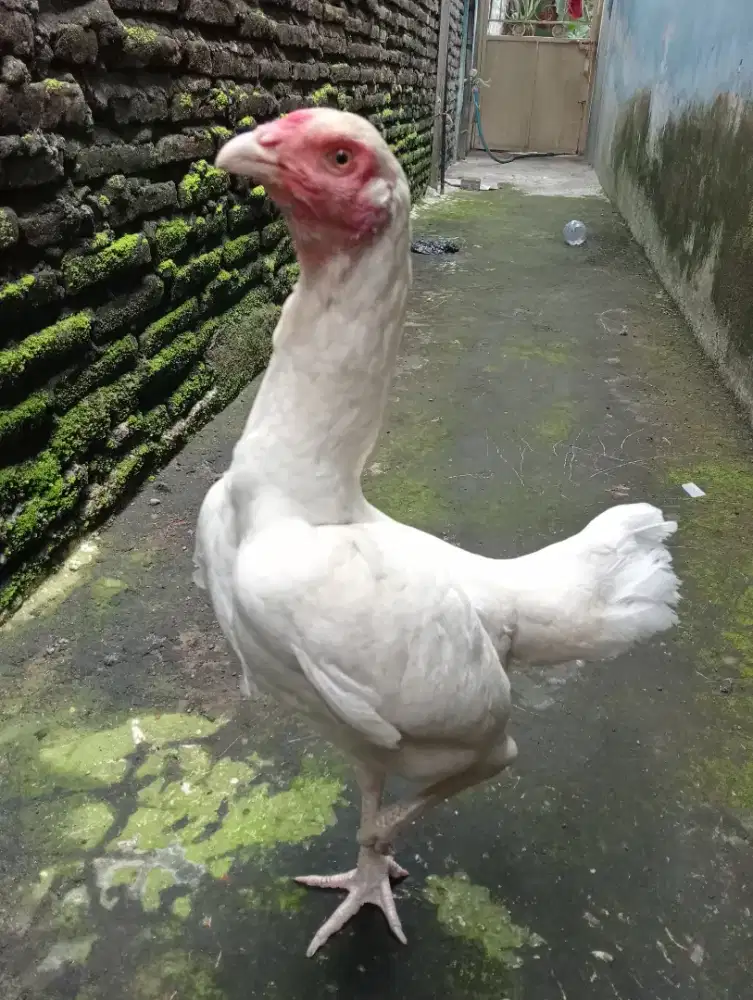 Ayam jantan Mangon Silangan Bangkok Jalu teplek