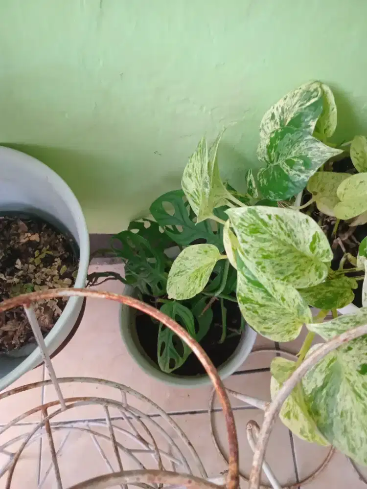 Lelang bu tanaman hias