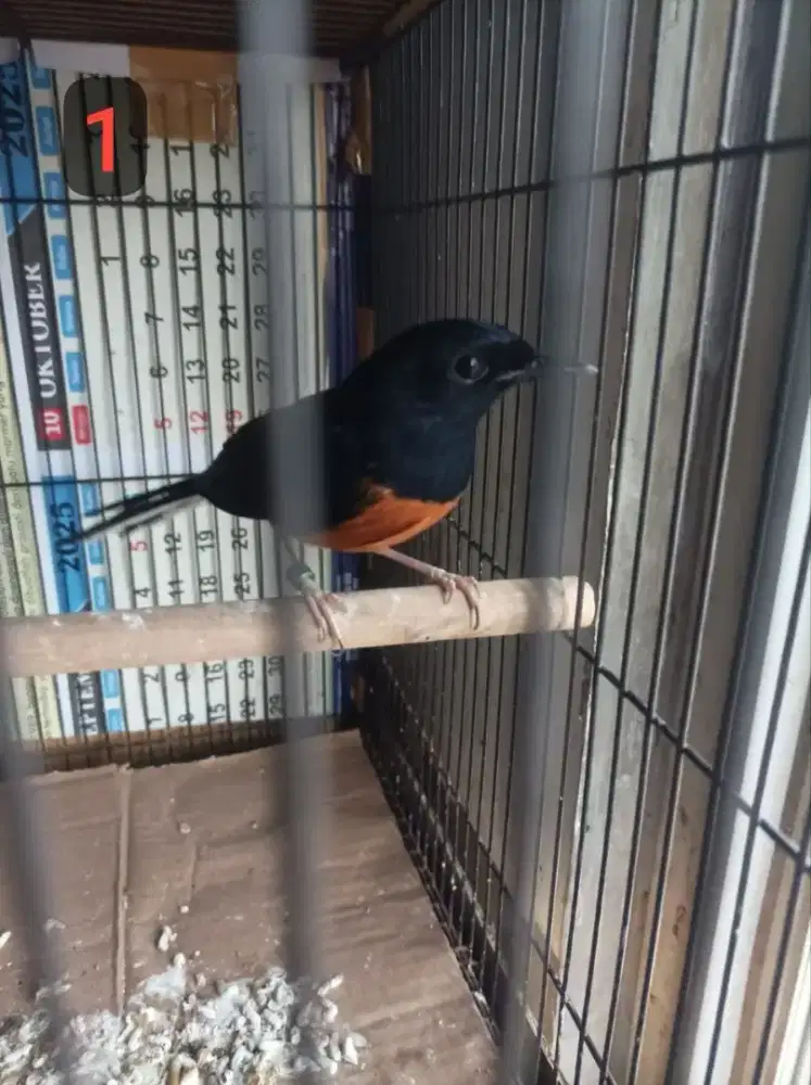 Murai batu hasil farm