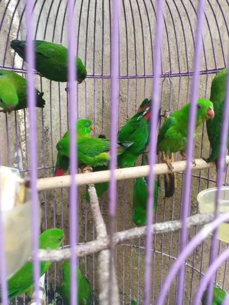 Sirindit rawatan dari loloh