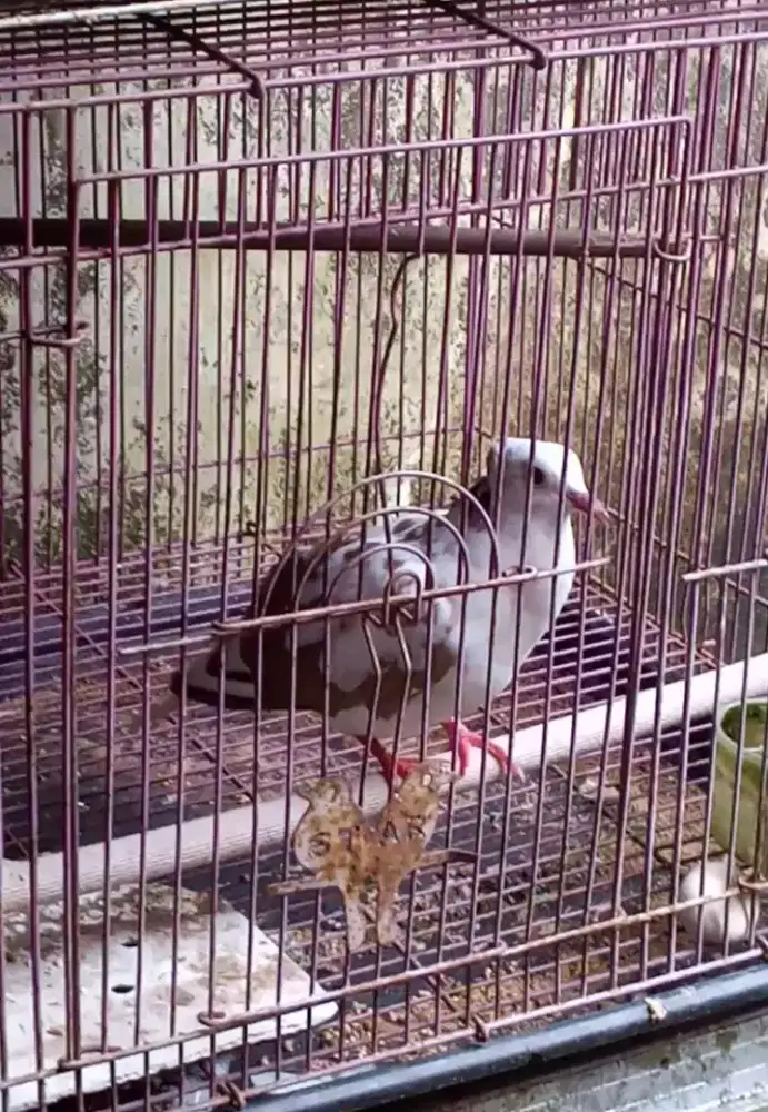 Di jual murah dua burung puter udh bunyi nuktok  nego