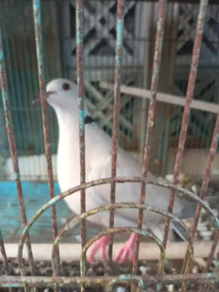 Di jual murah dua burung puter udh bunyi nuktok  nego
