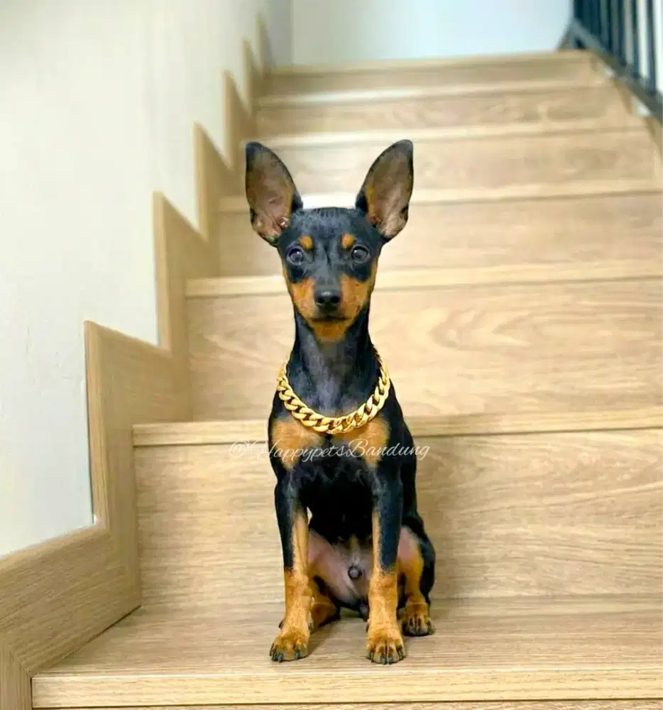 Puppy Mini Pinscher