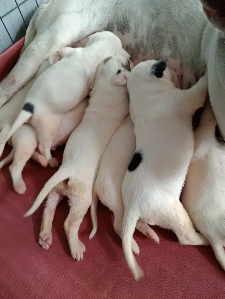 Dijual anak anjing
