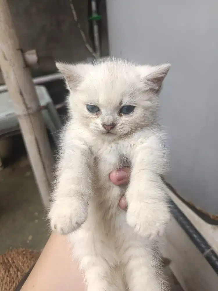 Kitten bsh silver british short hair