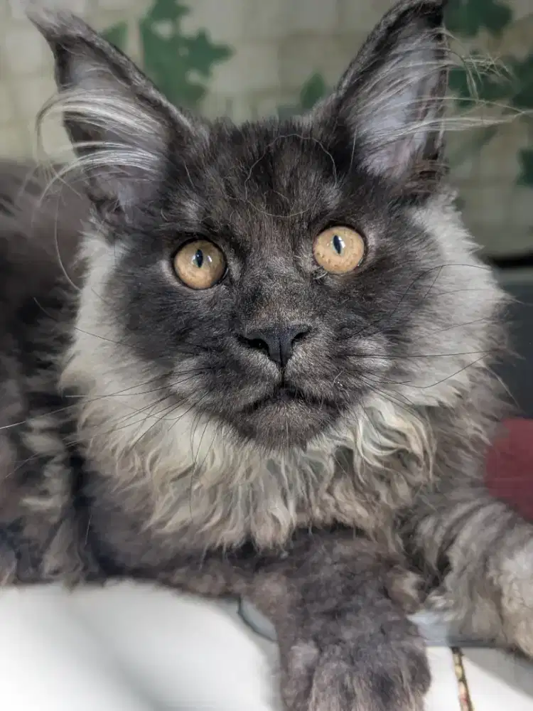 ANAK KUCING KITTEN MAINECOON BLACKSMOKE LANGKA 3BULAN NONPED