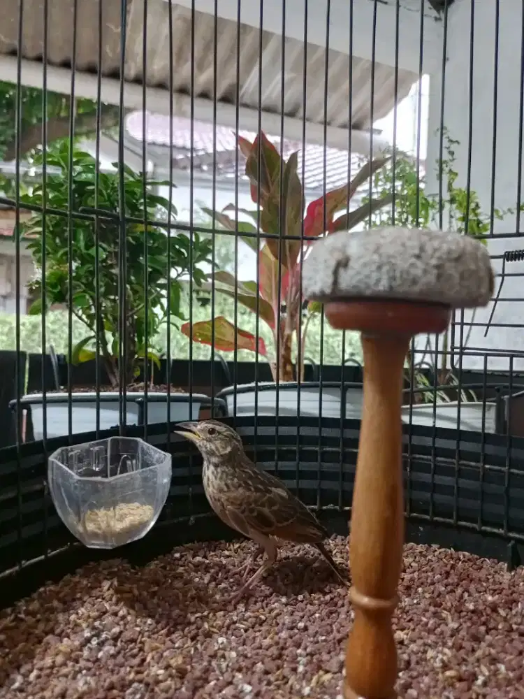 Branjangan parva body gede