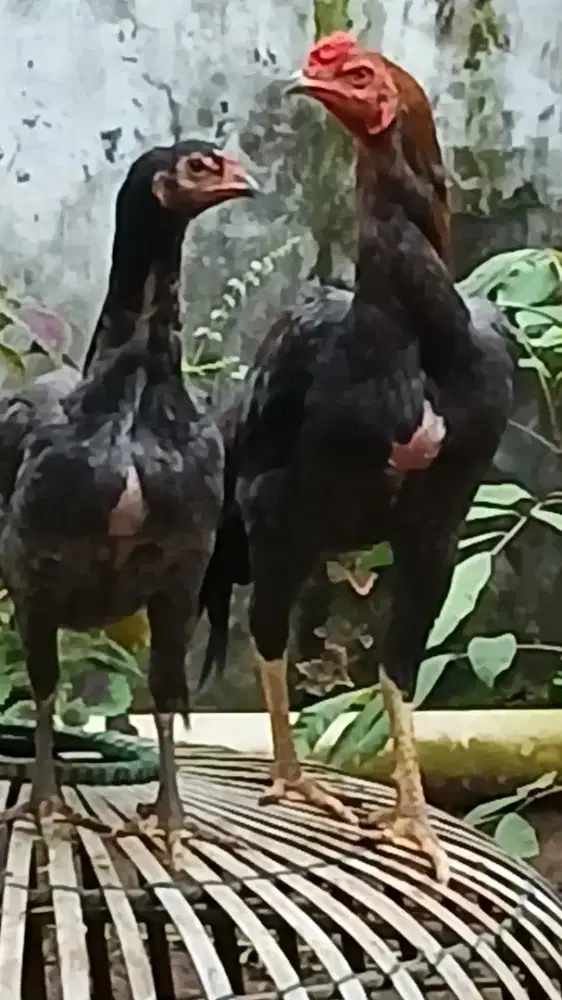 Ayam bangkok muda