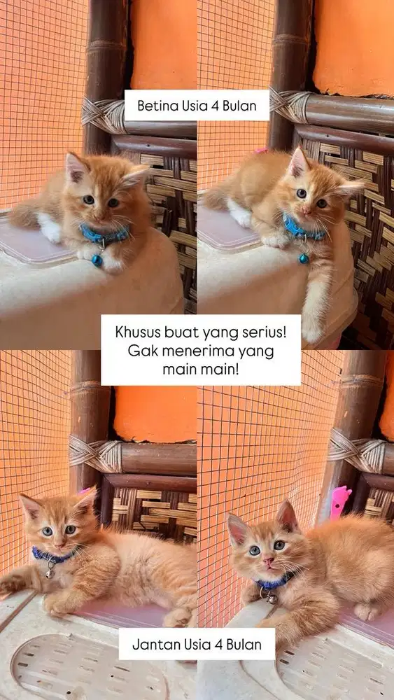 Persia Mixdom Kitten