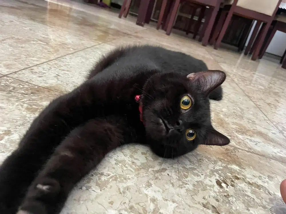 BSH Hitam Jantan 1 Tahun