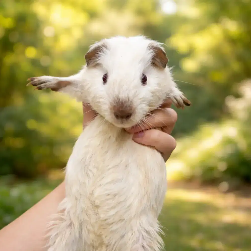 Marmut hias / guinea pig america california