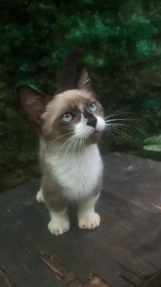 kucing munchkin betina