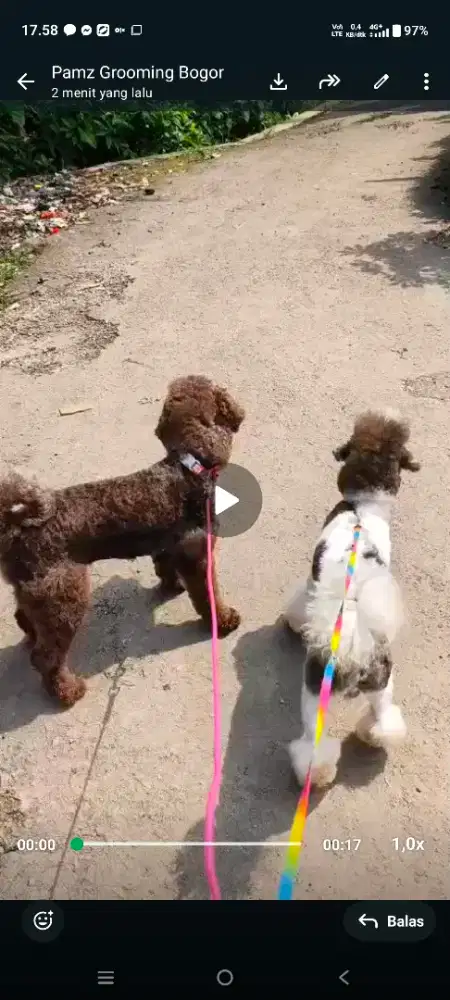 2 ekor anjing jantan betina poodle