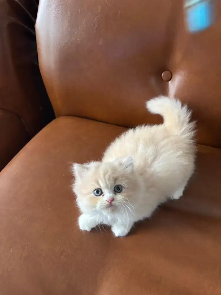 Kitten British Long Hair, MIX Kitten Breed BSH X MUNCHKIN