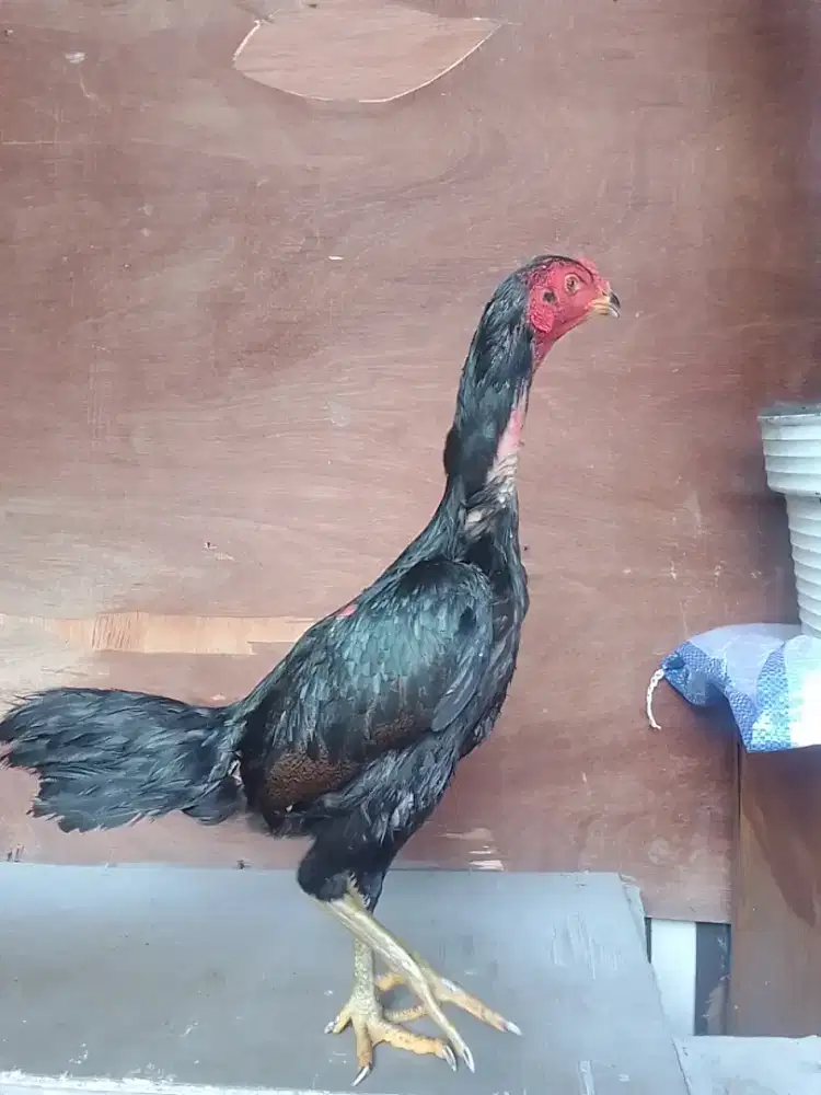 AYAM BETINA BIRMA MANGON