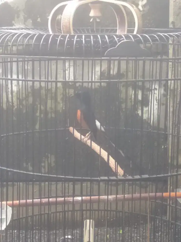 Burung murai batu medan