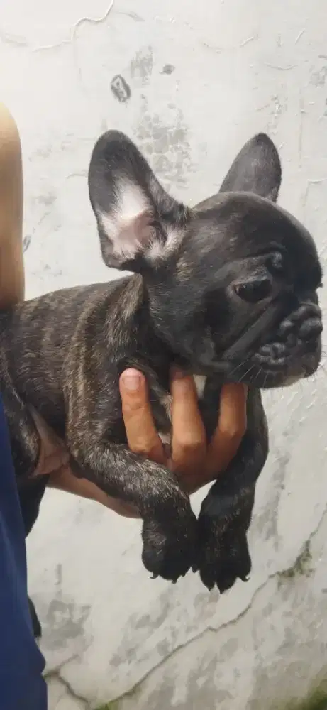 Jual anakan French Bulldog Betina