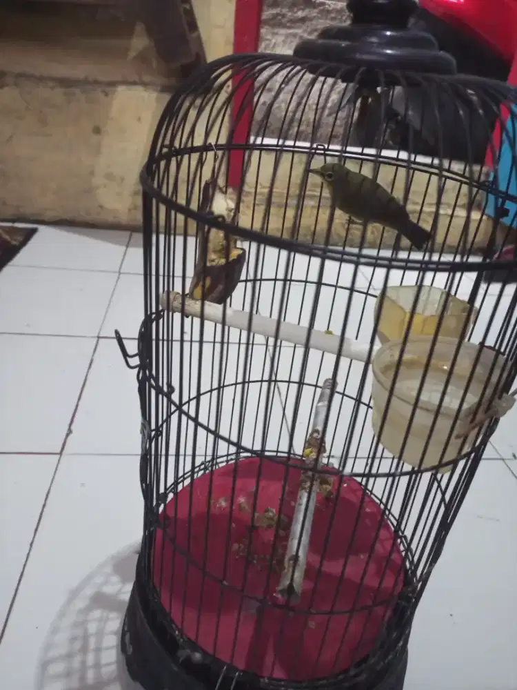 Dakun Sulawesi fullset