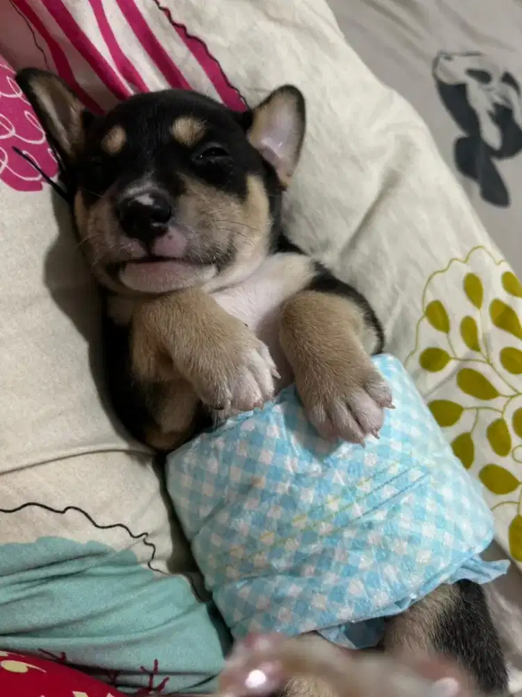 Jual anjing campuran