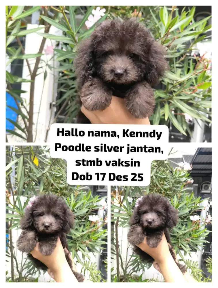 Dijual poodle jantan silver