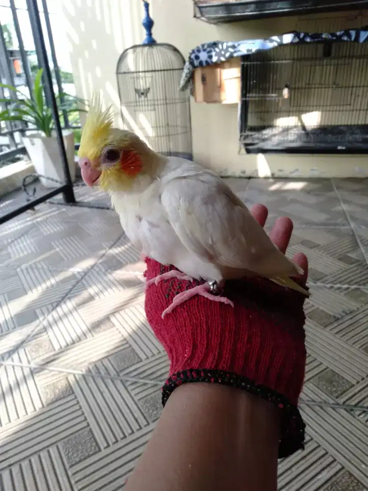 Burung falk Australia