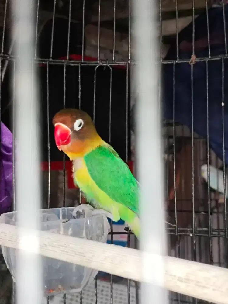 Burung lovebird