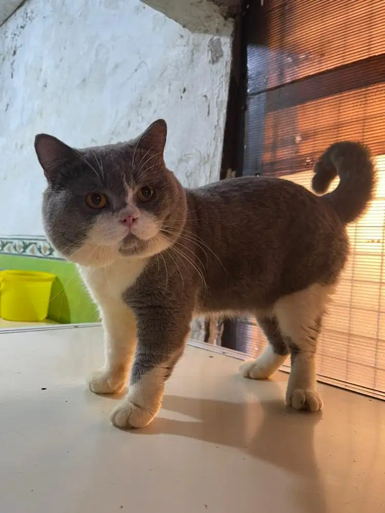 Jasa pacak pejantan BSH B-Color ped