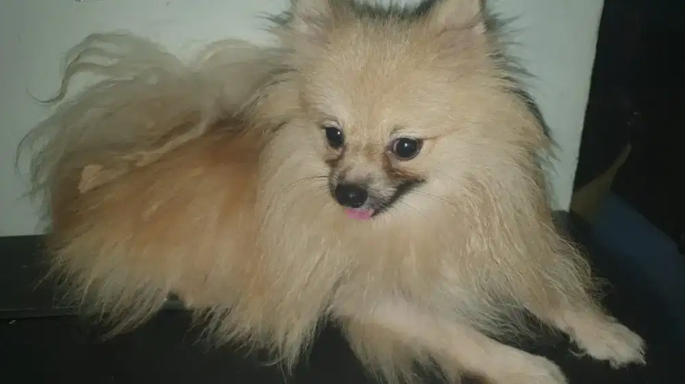 Terima Adopsi Anjing Kesayangan Pomerian Jantan