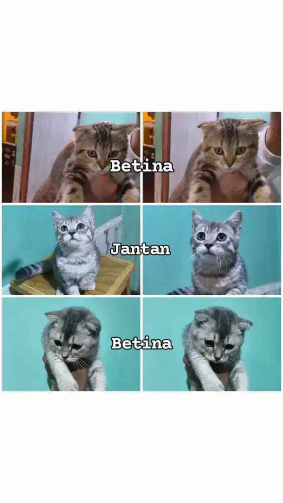 Kitten Kucing BSH X Scottish Fold