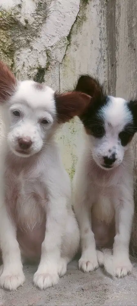 Open Adopsi Anjing Ras Kintamani mix Labrador Golden