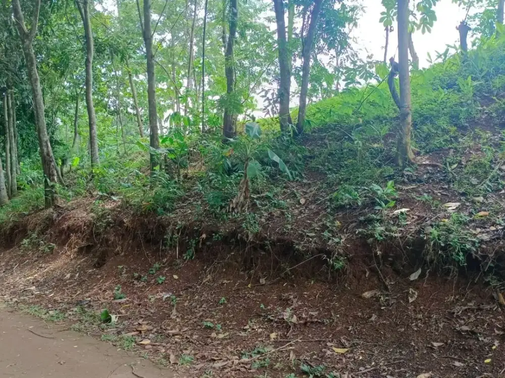 Dijual Tanah Kebun Pinggir Jalan Desa di Kp Mekarsari Citalang Purwakarta